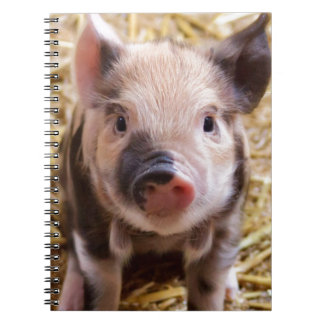 Carnet Belle photo d'un bébé porc