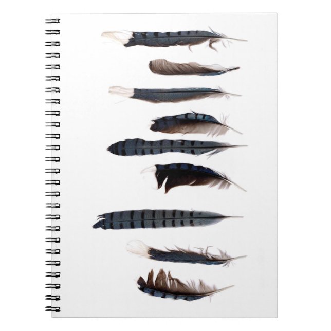 Carnet Belles plumes de Jay Bleu (Devant)