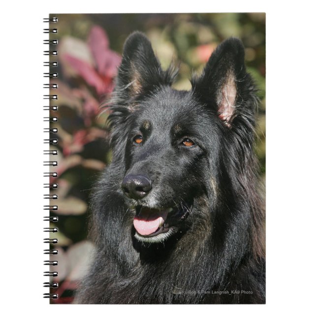 Carnet Berger allemand aux cheveux longs noir (Devant)