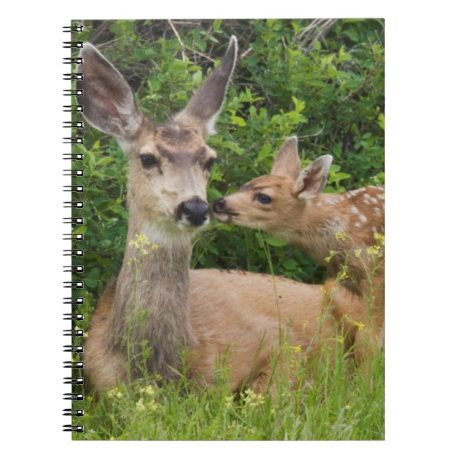 Carnet Biche de cerf mulet avec faon (Devant)