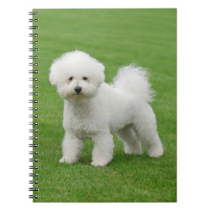 Carnet Bichon Frise