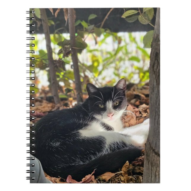 Carnet Black and White cat in a bush (Devant)