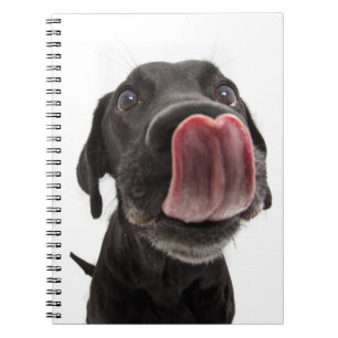 Carnet Black Labrador Licking