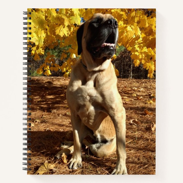 Carnet Bloc-notes en spirale Mastiff anglais (Devant)