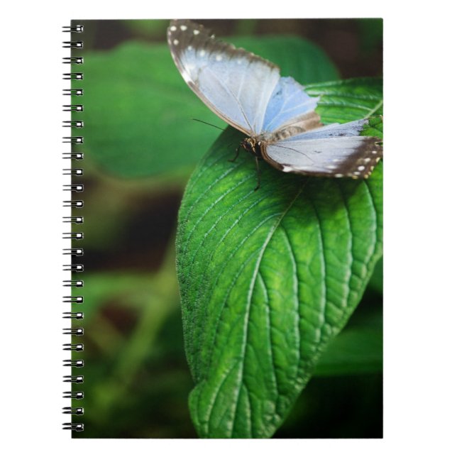 Carnet Blue Morpho 112 (Devant)