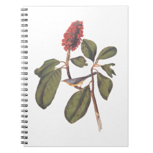 Carnet Bonaparte Moucherolle Canada Paruline Audubon Oise