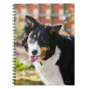 Carnet Border collie haletant 1