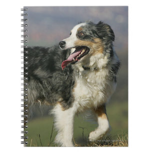 Carnet Border collie haletant 2