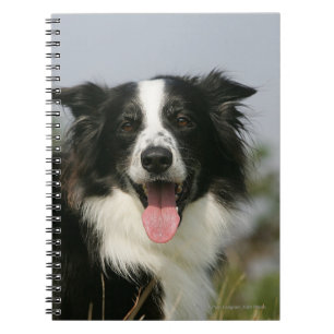 Carnet Border collie haletant le Headshot 1
