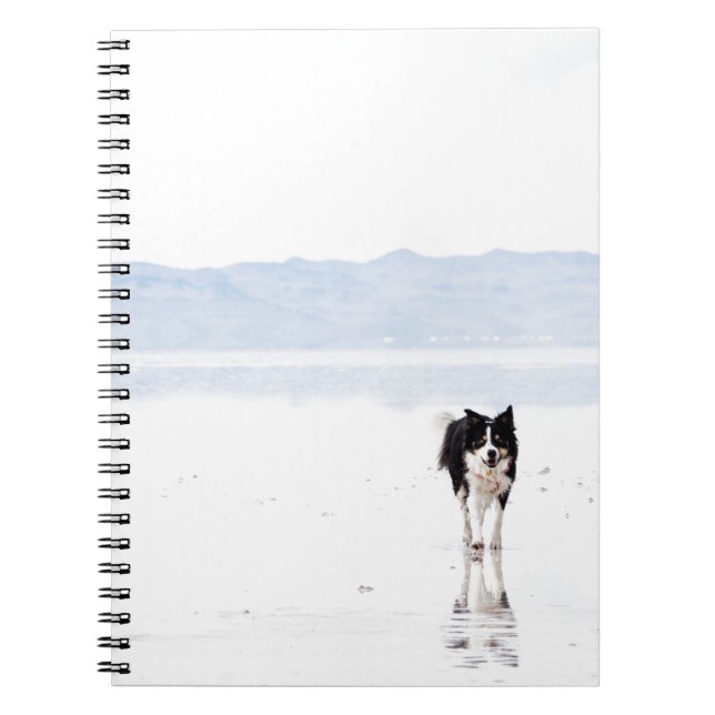 Carnet Border collie reflété (Devant)