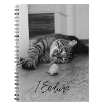 Bored Tabby Cat allongé sur le côté Staring à Toy
