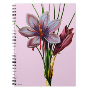 Carnet Botanique : Safran
