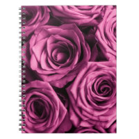 Bouquet de roses violets, fleurs fleuris arrière -