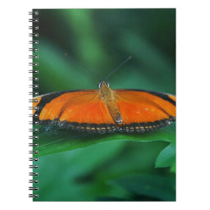 Carnet Bright Orange and Black Butterfly on Leaf