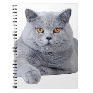 Carnet British shorthair