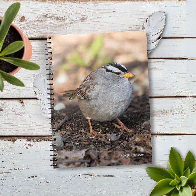 Carnet Bruant à couronnes blanches dans le soleil d'hiver (Chubby White-Crowned Sparrow on the Ground Journal Cover Photo)