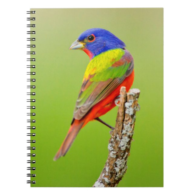 Carnet Bruant à tête rouge (Passerina ciris) Mâle perché (Devant)