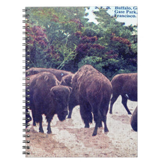 Carnet Buffalo en carte postale de cru de Golden Gate