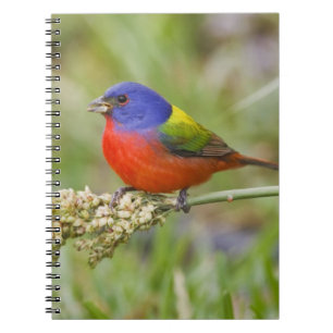 Carnet Bunting peint (ciris passeriens) alimentation mâle