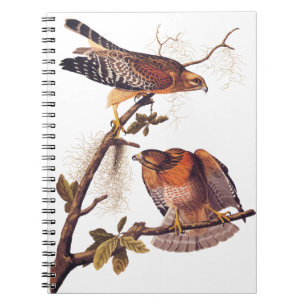 Carnet Buse à épaulettes roux Audubon Oiseau de proie