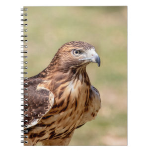 Carnet Buse à queue rouge dans la vallée de l'Hudson