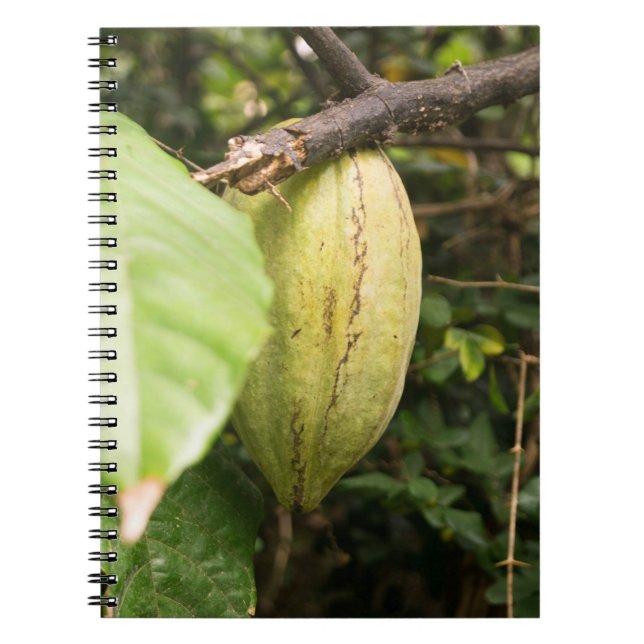 Carnet cabosse de cacao (Devant)