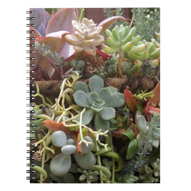 Carnet Cactus multicolores (Devant)