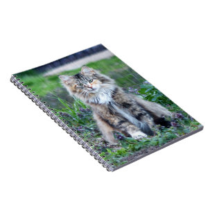 Carnet Calico Cat