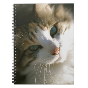 Carnet Calico Tiger Kitty