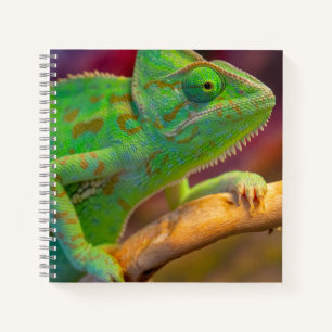 Carnet Caméléon Vert