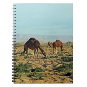 Carnet Camels, Tunisie