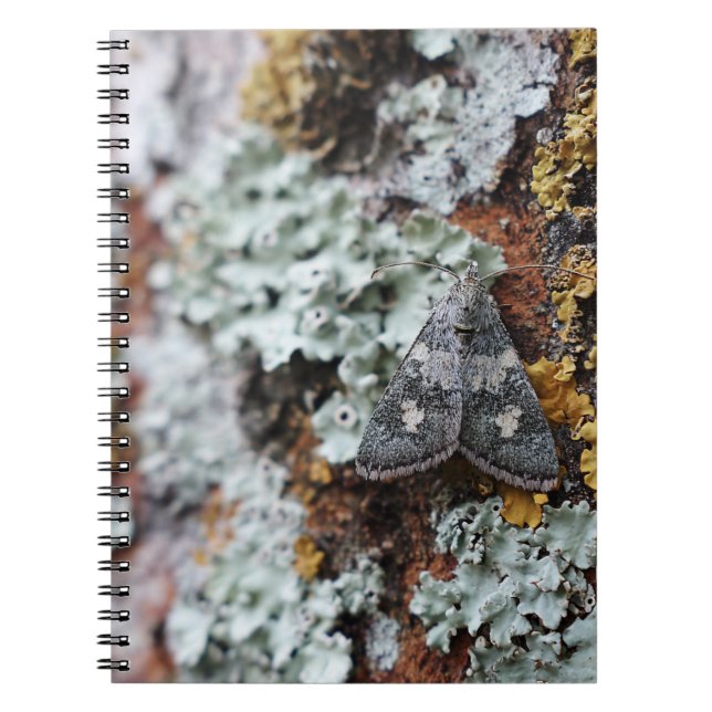 Carnet Camouflé Lichen Moth (Devant)