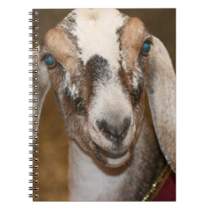 Carnet Caprin blanc de rayure de daine de chèvre de