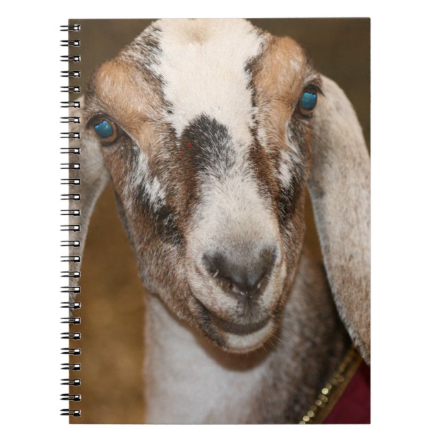 Carnet Caprin blanc de rayure de daine de chèvre de (Devant)