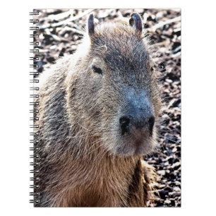 CARNET CAPYBARA ANIMAL SAUVAGE
