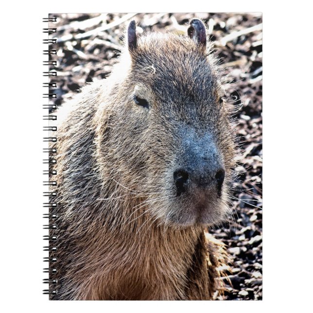 CARNET CAPYBARA ANIMAL SAUVAGE (Devant)