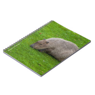 Carnet Capybara Extraordinaire