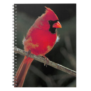Carnet Cardinal rouge perché sur une branche d'arbre