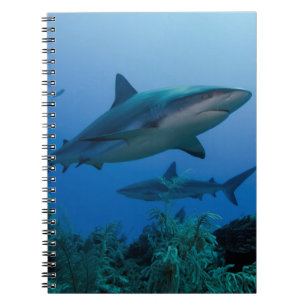Carnet Caribbean Reef Shark