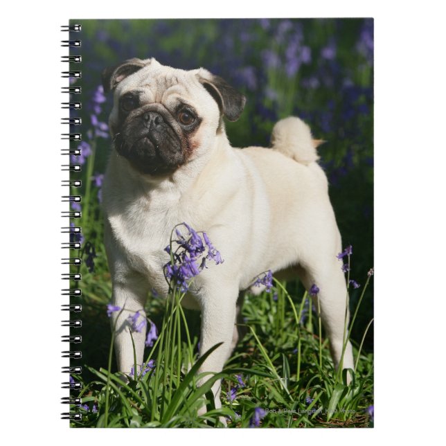 Carnet Carlin de faon se tenant dans les jacinthes des (Devant)