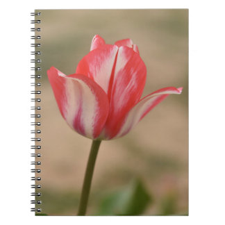 Carnet Carnet/Journal Spiral Tulip
