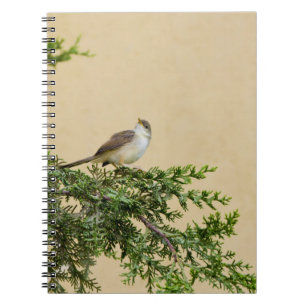 Carnet Carte postale du moineau