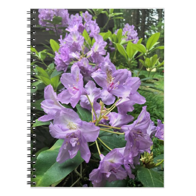 Carnet Catawbiense Boursault Rhododendrons, Oregon (Devant)