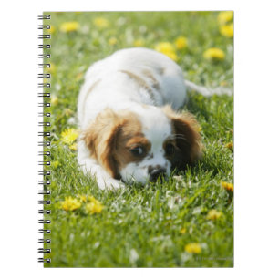 Carnet Cavalier King Charles Spaniel