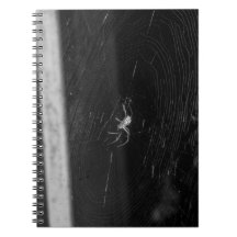 Cellar Spider