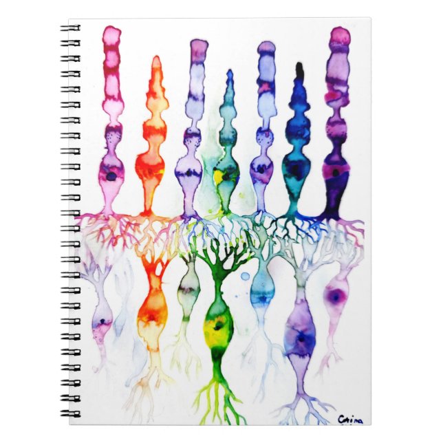 Carnet Cellules cônes cellules tiges et neurone bipolaire (Devant)