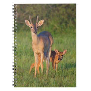 Carnet Cerf à queue blanche   Habitat herbeux