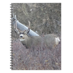 Carnet Cerf mulet mâle D32