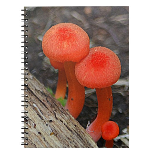 Carnet champignon (Devant)
