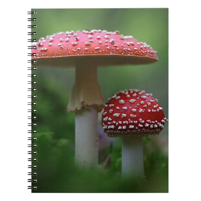 Carnet Champignons magiques (Devant)